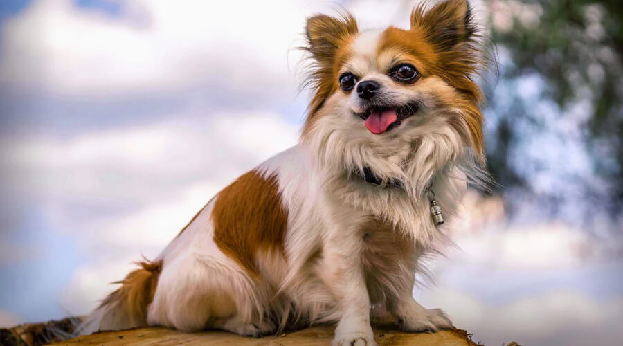 The Chihuahua: Small but Mighty and Full of Personality